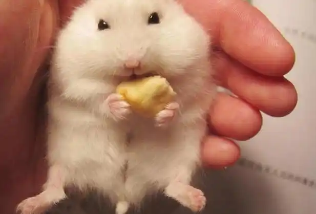 这只仓鼠真戏精,在主人抓拍的瞬间摆出剪刀手,主人笑出了泪花