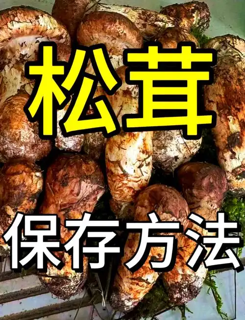 96松茸保存秘籍,新鲜如初!