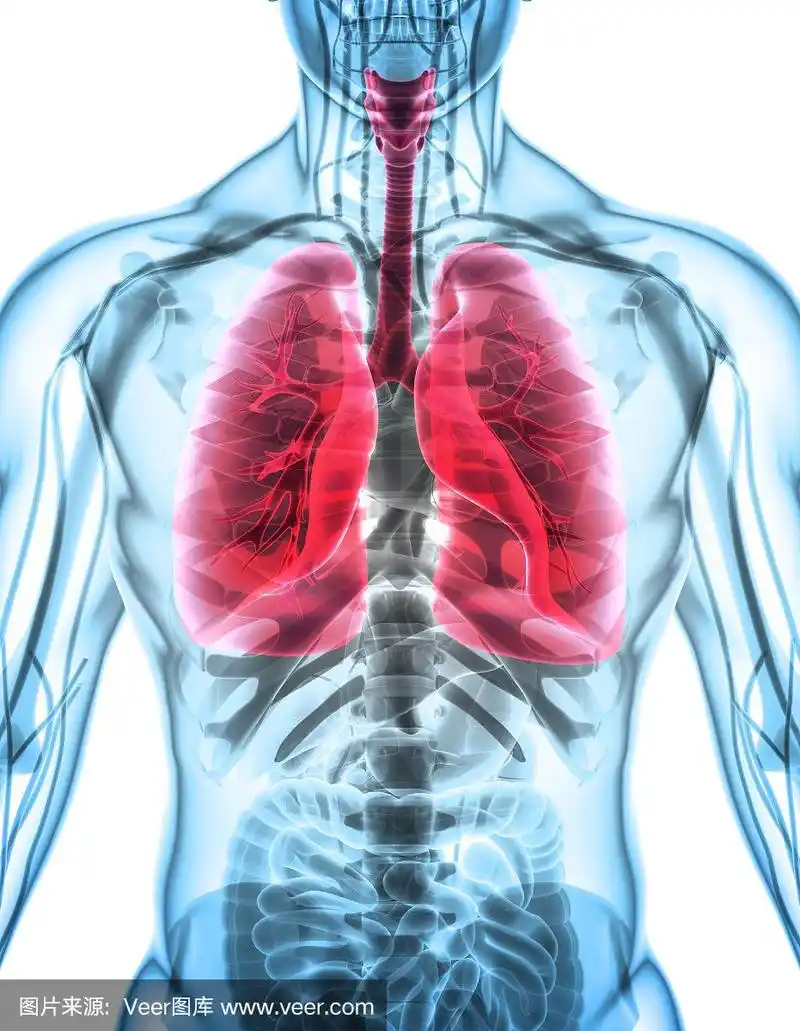 肺的3d插图,医学概念.