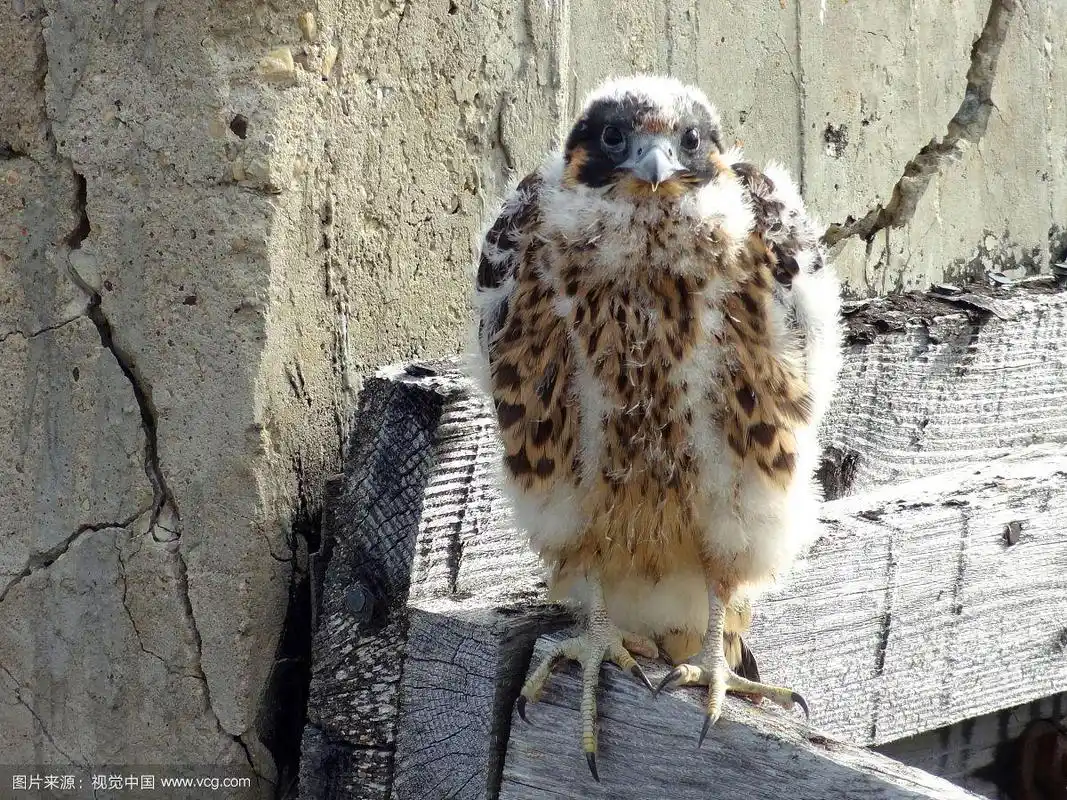游隼雏鸟
