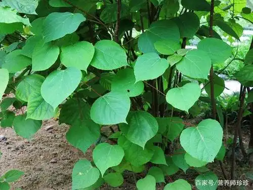 一种植物,叶背为红色,曾拿来喂猪,也曾当柴烧,去湿清热效果好