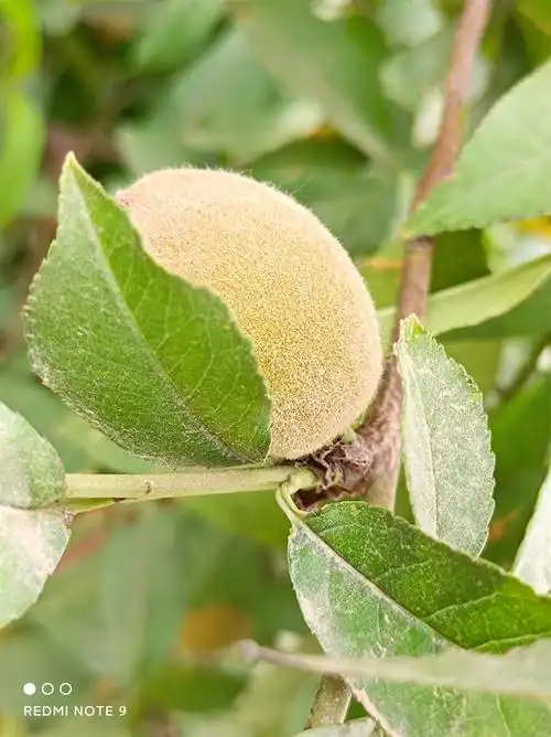 还没有成熟的野毛桃,1