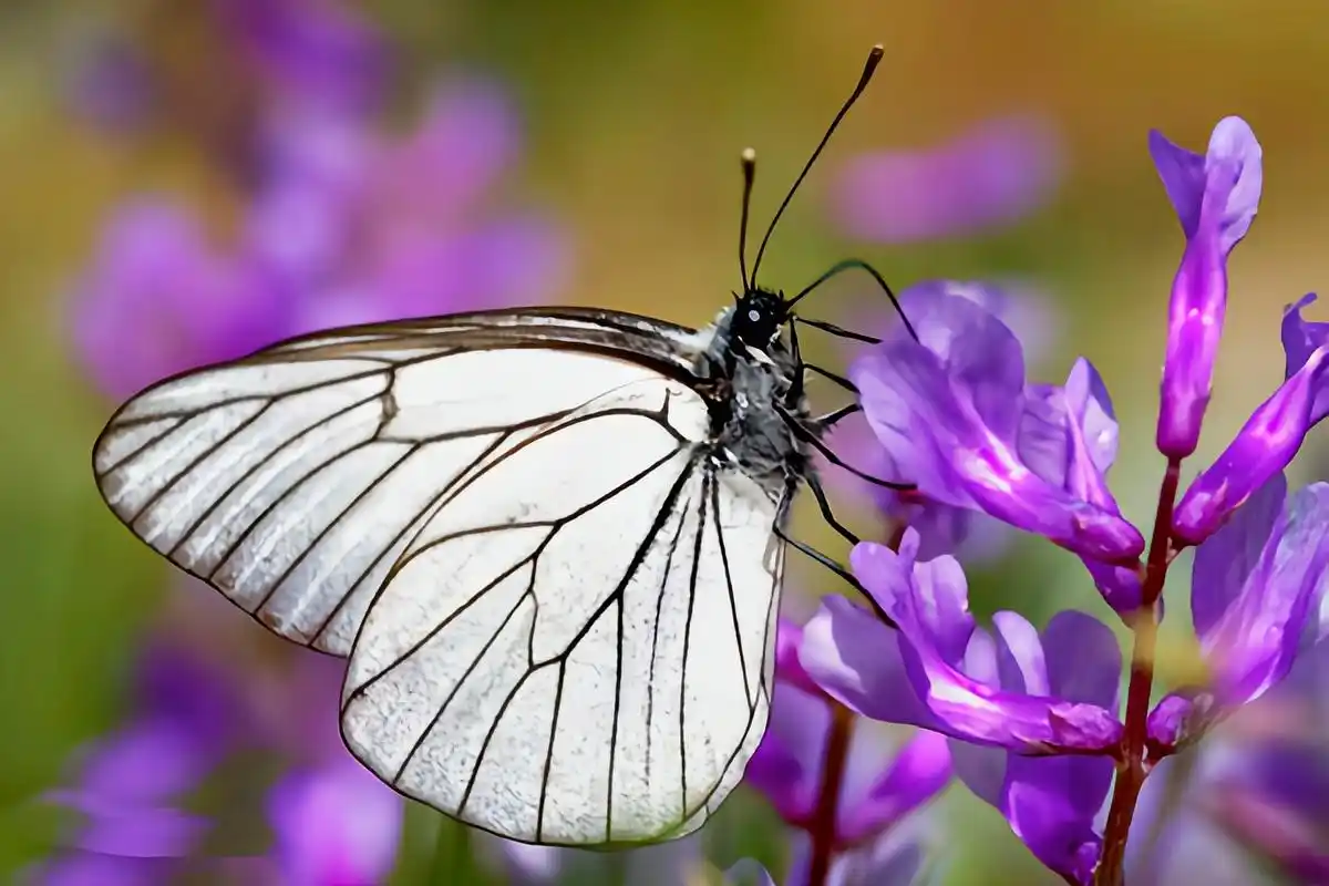 每天认识一种动物——绢粉蝶 绢粉蝶别名树粉蝶,原产于我国青海,湖南