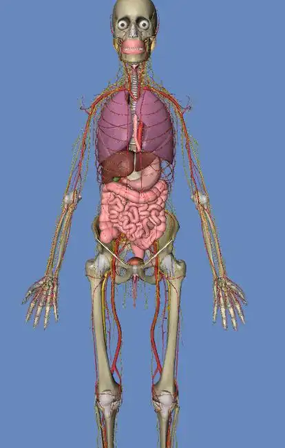 3d人体解剖 - 神经内科讨论版 - 爱爱医医学论坛