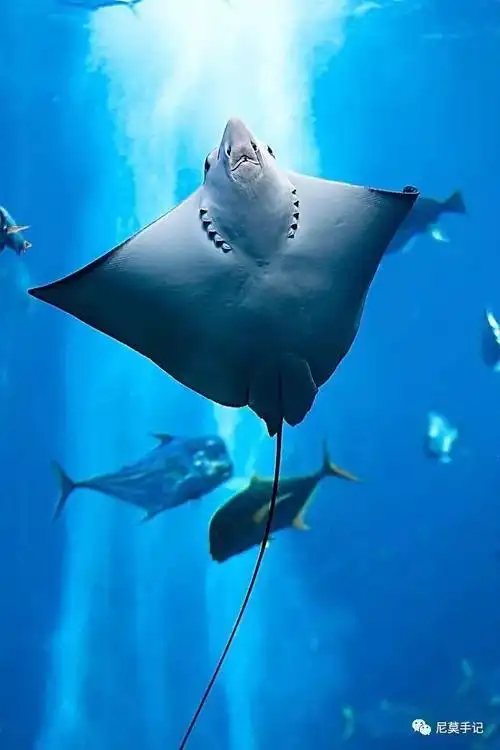 海洋科普694鲨鱼的近亲超级会卖萌的鳐鱼