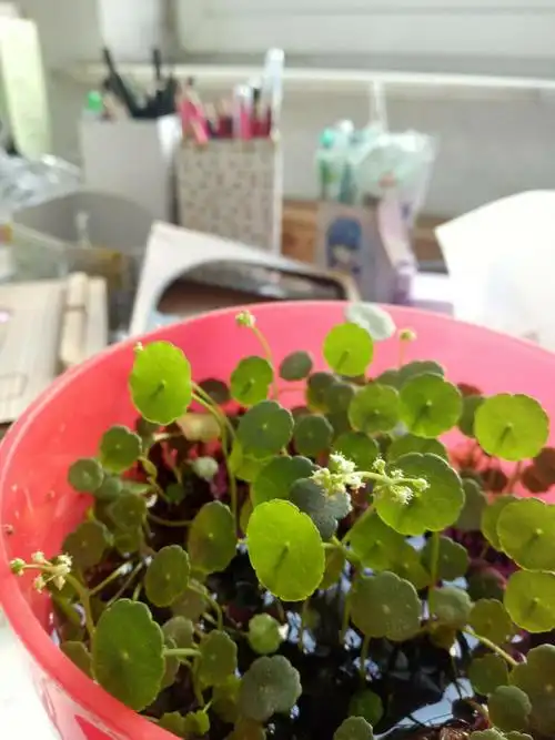 铜钱草竟然会结籽儿!