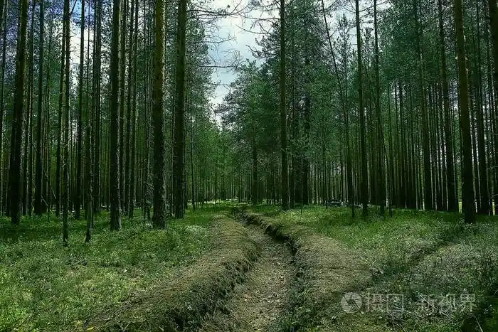 美丽的松树林.针叶林, 原始森林, 夏季景观背景