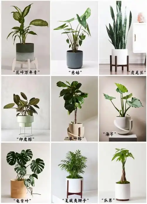 家居绿植9种适合养在室内不费心的绿植