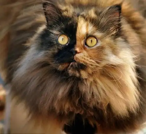 塞尔维亚罕见双面猫咪生性腼腆怕拍照