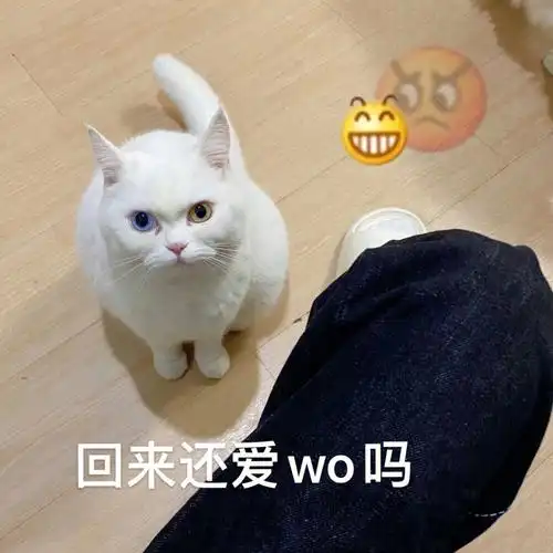 更新一期猪妹表情包
