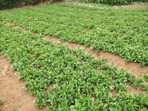 半夏种植技术(半夏种植技术和栽培)
