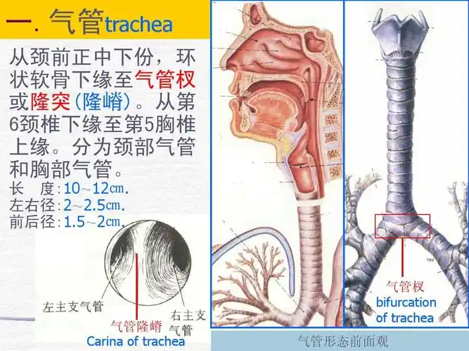 esoph[2]气管食管的解剖生理