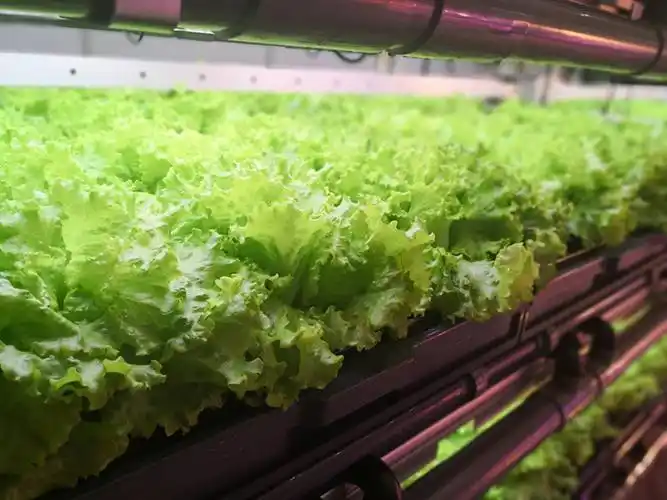 像生产工业用品一样生产农作物,植物工厂开始成为城市的一部分,上海有