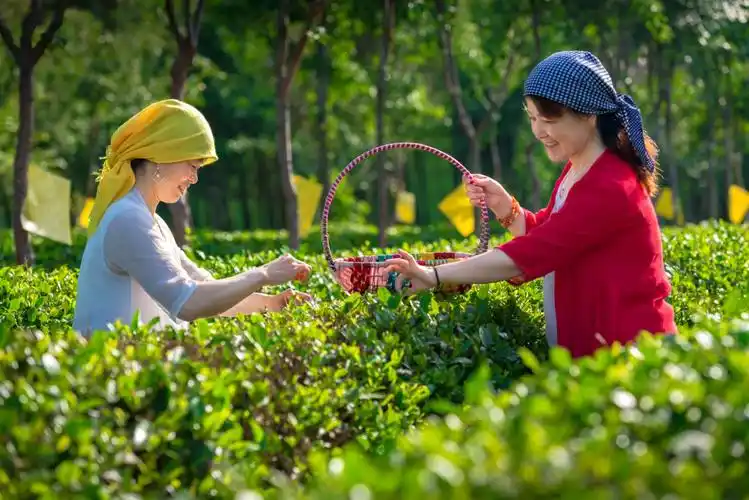 采茶是一种乐趣,喝茶是一种心境.