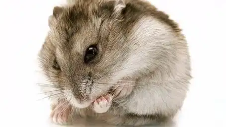 十大最温顺的宠物仓鼠排名