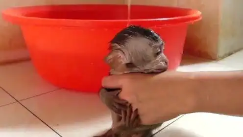主人给小猴子洗澡太暴力直接一盆凉水浇头上小家伙彻底崩溃了