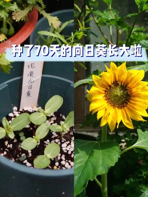 第一次播种向日葵,看着她从种子一点点长大直到开花,整个过程实在太