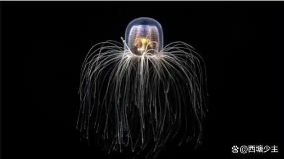 地球上寿命最长的动物排行