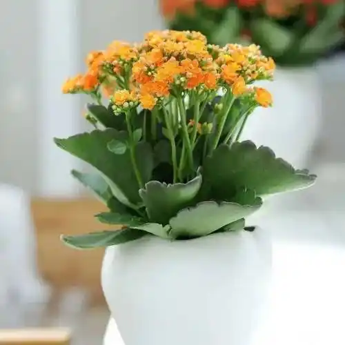 长寿花花期长养护简单长寿花养护中对光照有什么要求