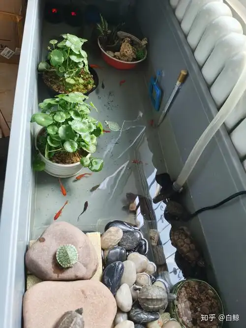 如何布置周转箱龟缸