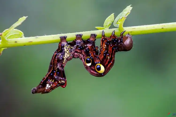 枯叶夜蛾【贺获首页精华】