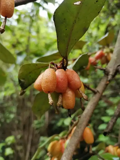 野生水果. - 灵魂图片馆 - 图虫