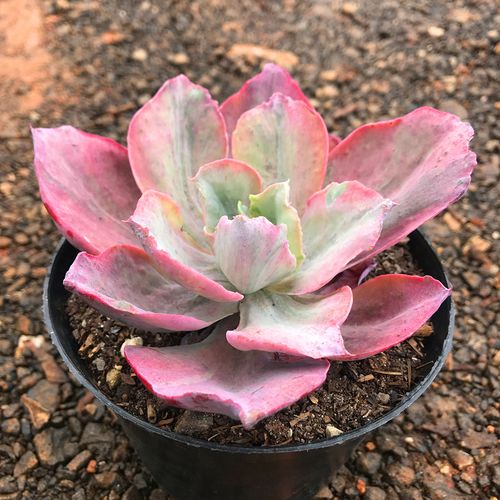 满额包邮多婚纱小贵货含盆土发好养萌肉阳台庭院多肉植物