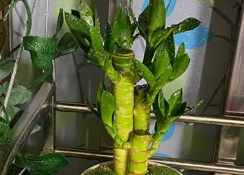 观音竹的风水作用与摆放禁忌家养观音竹的讲究