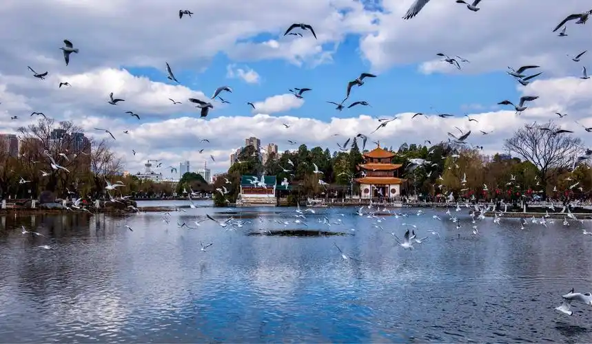 昆明翠湖公园观海鸥