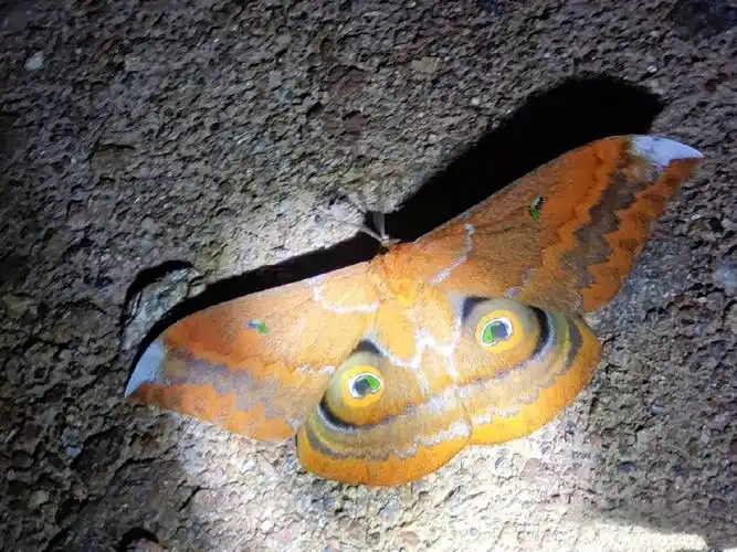 云南的大扑棱蛾子