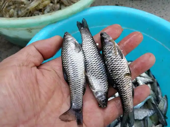 农村大集上的漂亮小鱼,鱼鳞黑色有光泽,以前农村小河里有很多