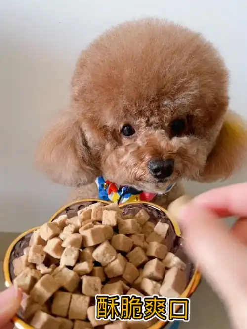 天气炎热,每天给狗狗吃点清火小零食可以缓解泪痕