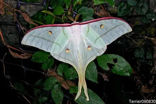 *欢迎读者补充此物种资讯,特别欢迎提供照片及同种异名*