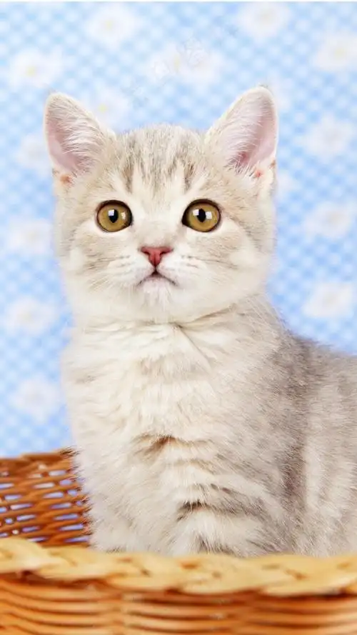 坐在篮子里的可爱猫咪高清摄影图片