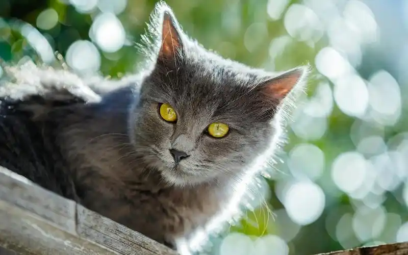 高清小萌猫可爱乖巧猫咪图片合集电脑桌面壁纸下载第一辑