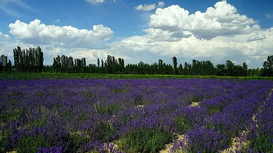 沁人心扉的薰衣草花海(新疆夏天的风光亚克西之十一)