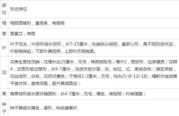 毒品原植物罂粟具体指的是哪种罂粟