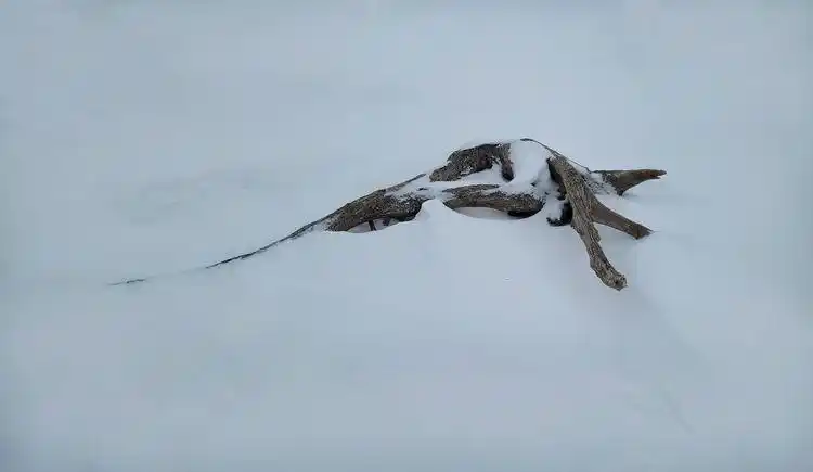 冰封雪覆,原本湖中的枯萎的树根,也在白皑皑的雪中显露出本来的姿态