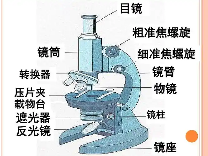 2.2 显微镜的结构和使用ppt
