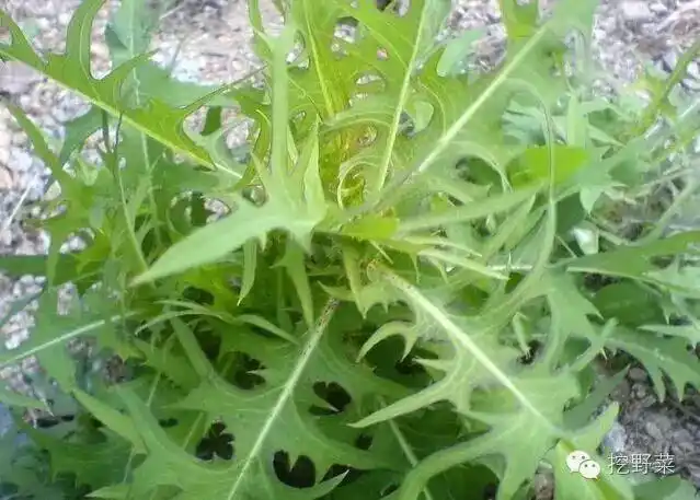 山莴苣是一种极为常见的野生菊科植物,在山谷,沟底,荒地,林下,路旁
