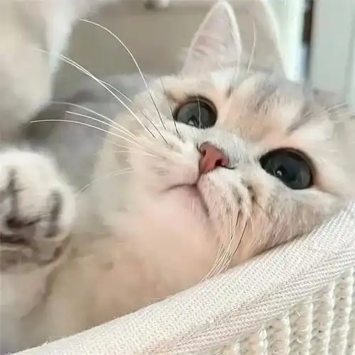 干净唯美可爱萌猫咪治愈系头像图片_动物头像_头像屋