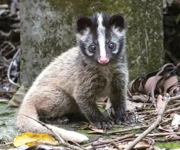十堰这个小区来了只花脸猫野保专家二级保护动物果子狸