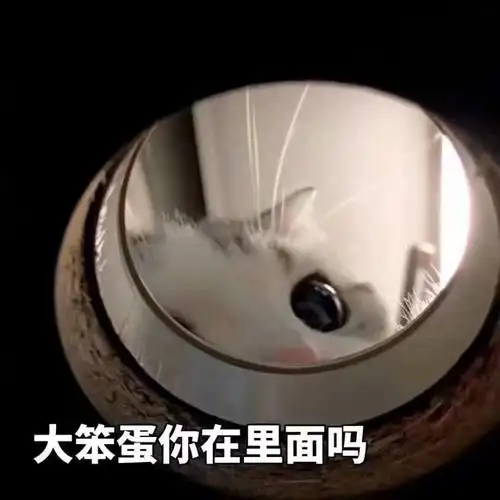 萌宠猫星人大笨蛋你在里面吗好奇呆萌可爱gif动图_动态图_表情包下载