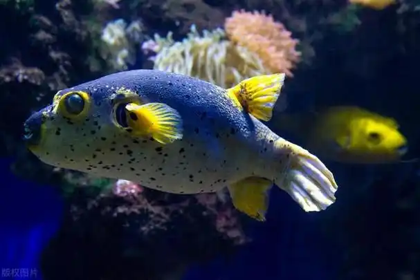 河豚:我可不好惹,一生气就会变成一颗"刺球"