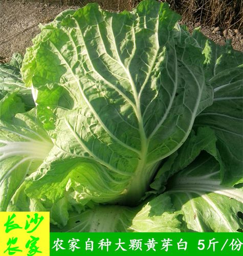 长沙农家 【净重5斤】湖南农民自种新鲜蔬菜大白菜黄芽白大颗芽白