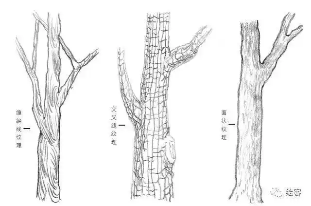风景速写中可以通过线条的走向表现出树皮的纹理