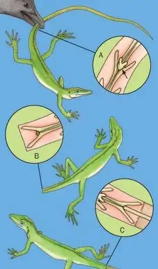 壁虎为什么会断尾? 壁虎尾巴断了为什么能再生图6