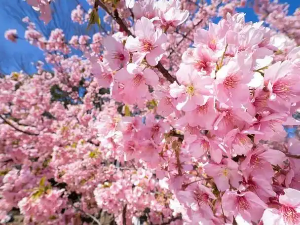 一般来说,日本樱花的开花期在每年的3月至4月之间,具体时间取决于所处