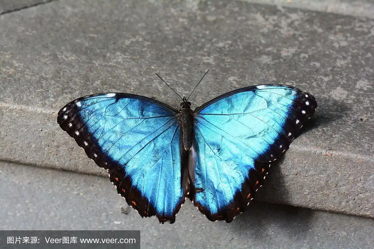 蓝色大闪蝶蝴蝶.