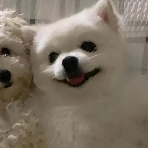 求狗子的头像和壁纸可爱就行嘻嘻